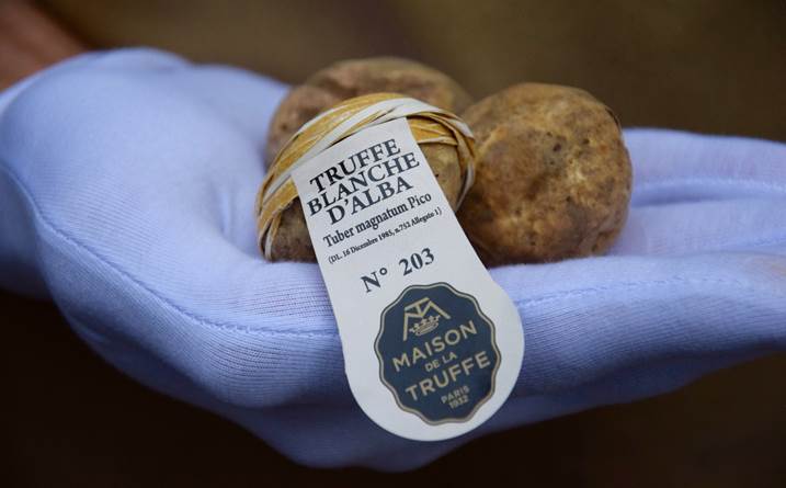 TRUFFE BLANCHE D’ALBALA TRUFFE EN MAJESTÉ